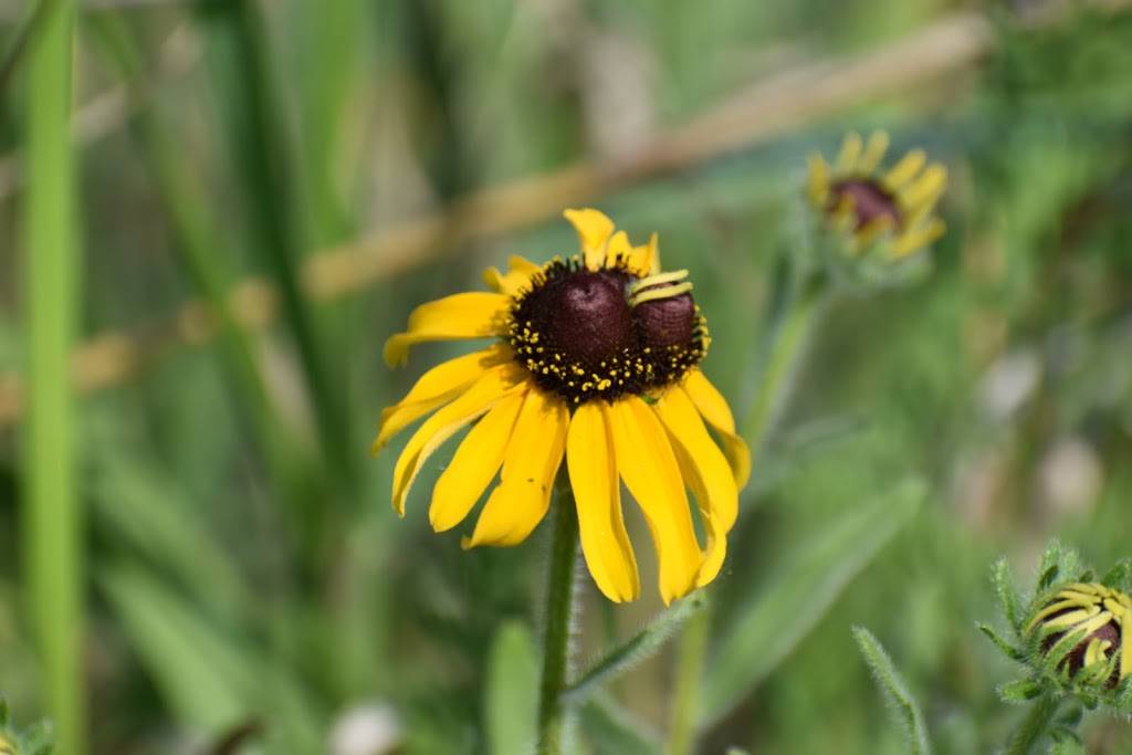 Eagle Marsh Nature Preserve | 6801 Engle Rd, Fort Wayne, IN 46804, USA | Phone: (260) 478-2515