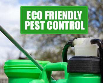 greenpestcontrolnearme.com | 5306 Nina Lee Ln, Houston, TX 77092, USA | Phone: (281) 713-0132