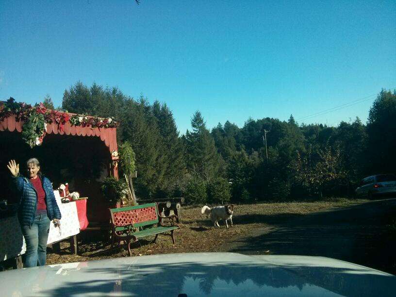 Santas Trees | 11389 Barnett Valley Rd, Sebastopol, CA 95472, USA | Phone: (707) 303-6084