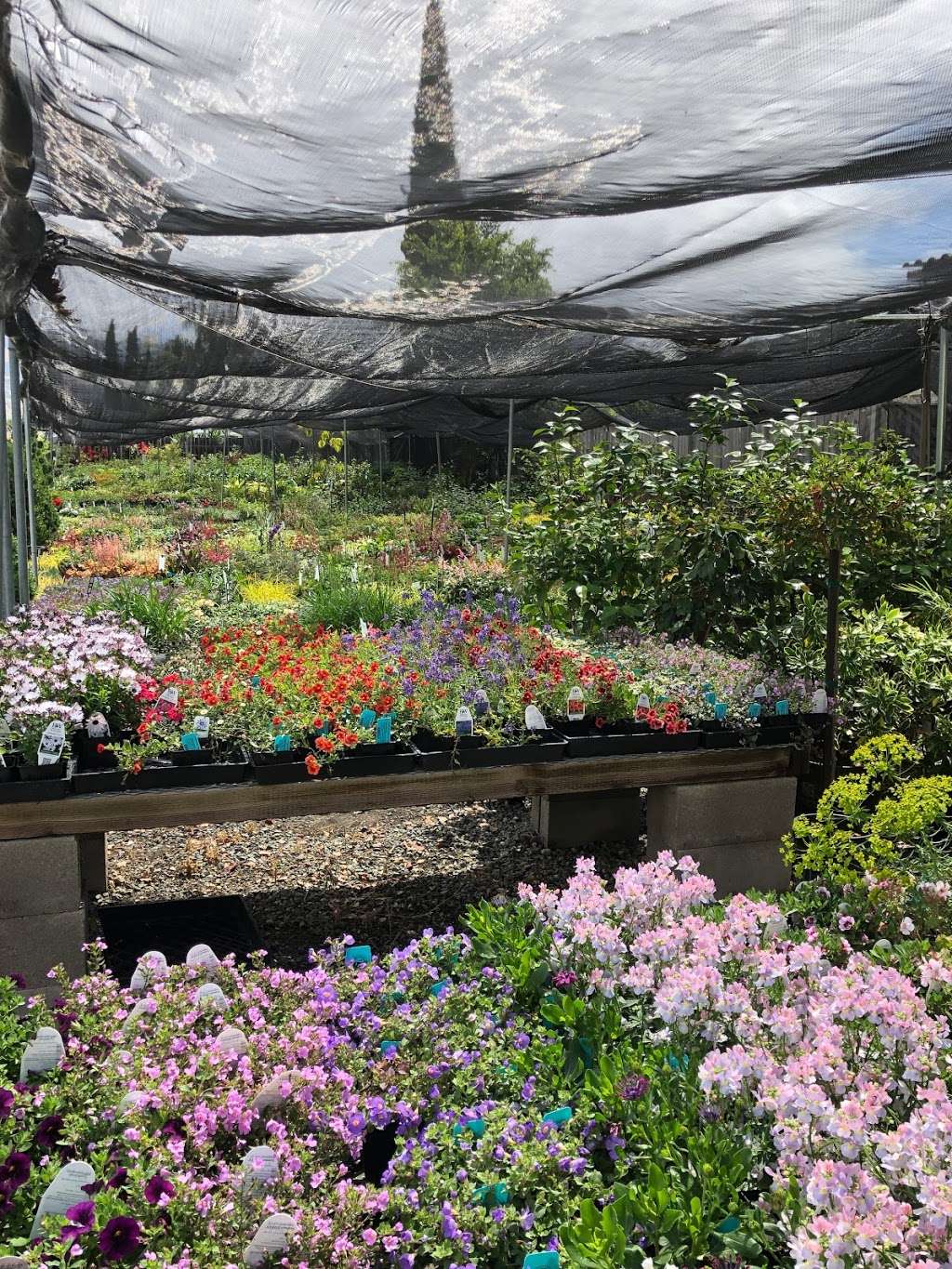 Capitol Wholesale Nursery, Inc. | 2938 Everdale Dr, San Jose, CA 95148, USA | Phone: (408) 239-0589