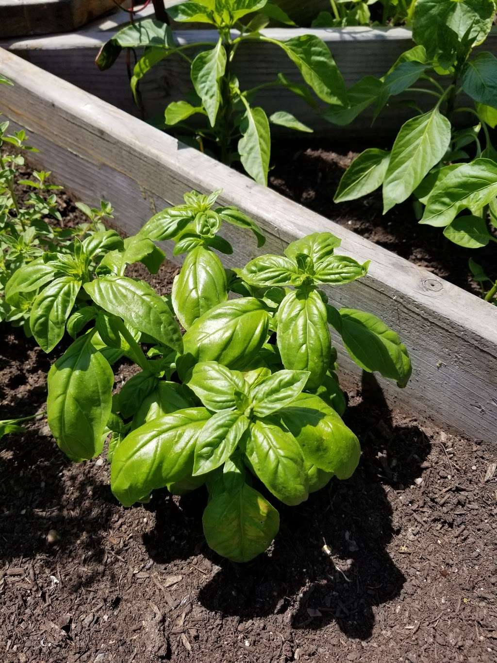 Folsom Street Community Garden | 27 Folsom St, Dorchester, MA 02125