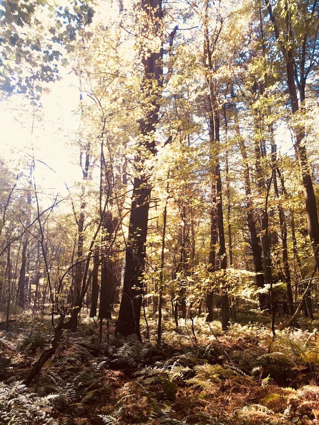 Old Farm Trail | Boundary St, Northborough, MA 01532, USA