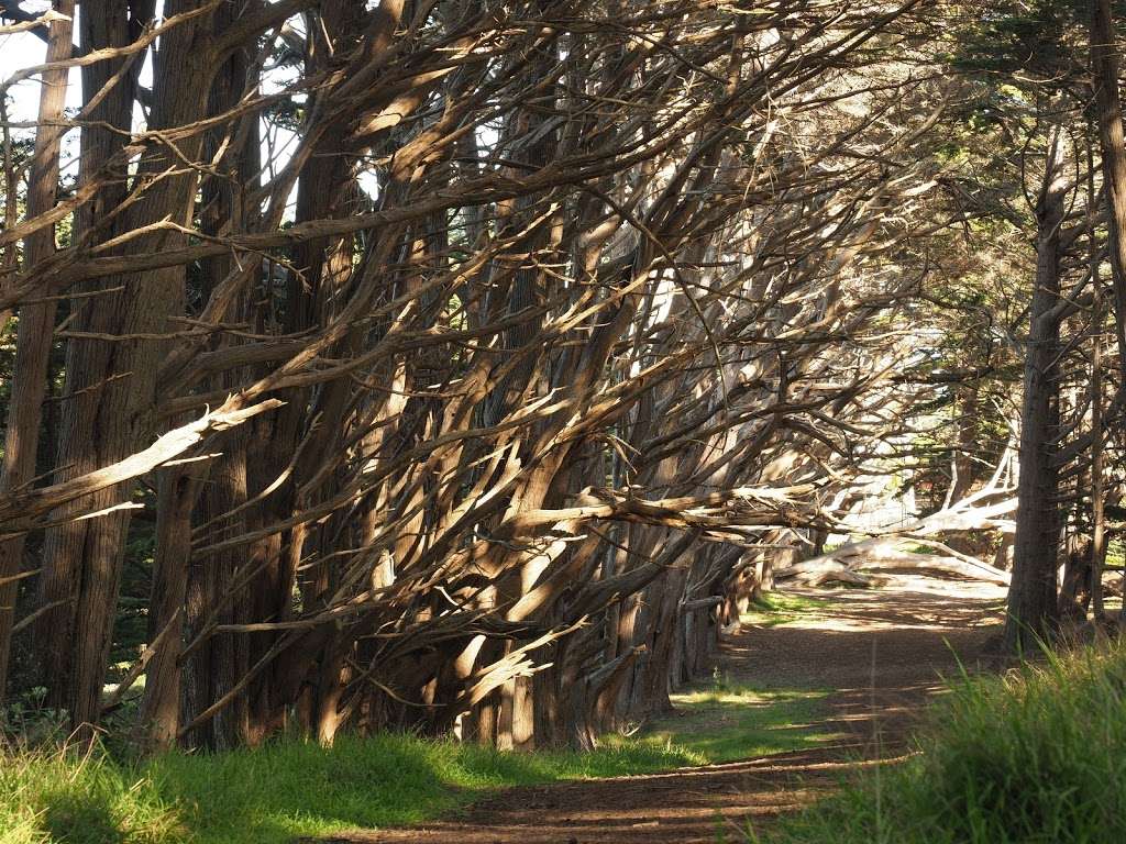 Seal Cove Cypress Tree Tunnel | Bluff Trail, Moss Beach, CA 94038