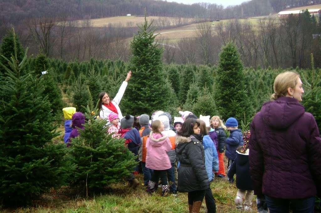 Beezup Christmas Tree Farm | 14079 Upper Maple Dr, Clarks Summit, PA 18411, USA | Phone: (570) 587-4819