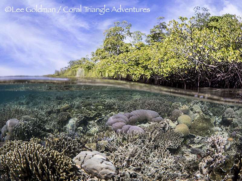 Coral Triangle Adventures | 8850 Terrace Dr, El Cerrito, CA 94530, USA | Phone: (501) 919-0540