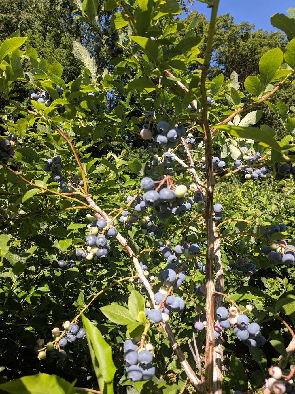 Gianettis U-Pick Blueberries | 557 Union Street, Franklin, MA 02038 | Phone: (508) 528-9430