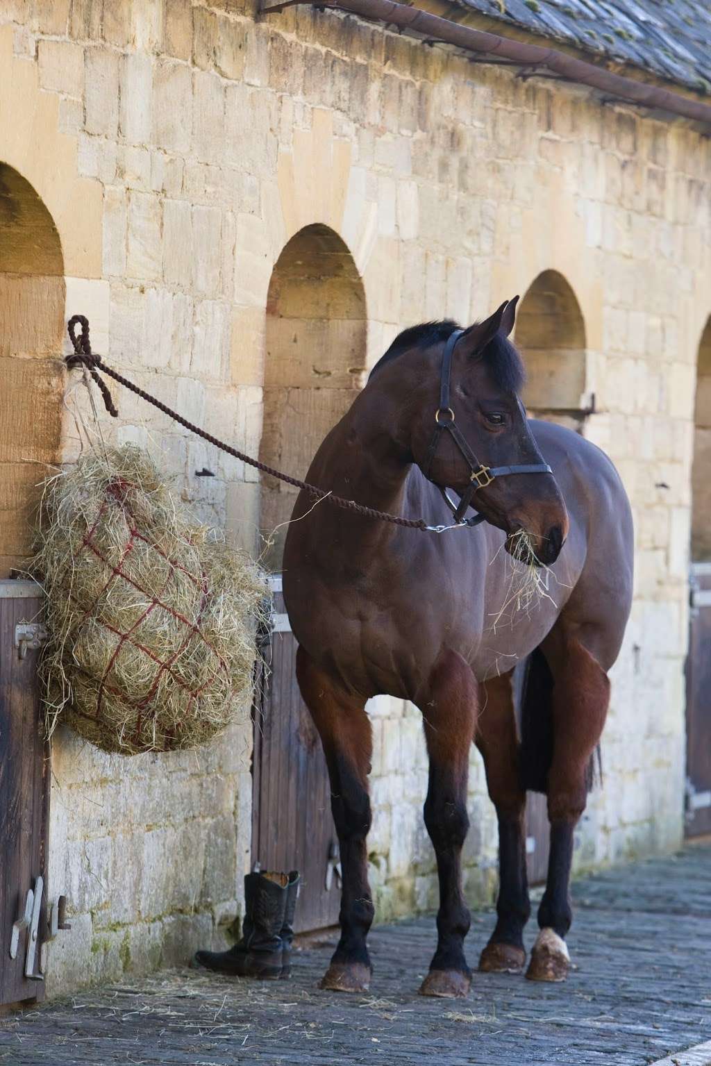 High Pointe International Equestrian Tours | 10130 Northlake Blvd Ste. 214-254, West Palm Beach, FL 33412, USA | Phone: (888) 494-9636