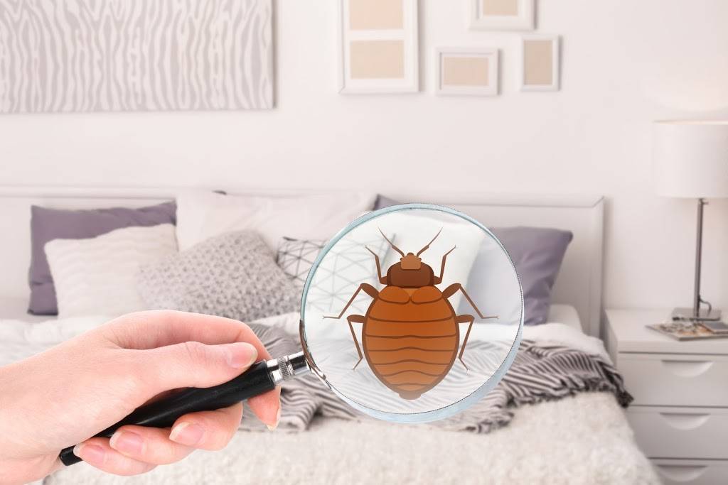 General Pest Control Granite City IL - Ants, Bed Bugs, Mice | 2421 Corporate Center, Granite City, IL 62040, USA | Phone: (618) 205-9617