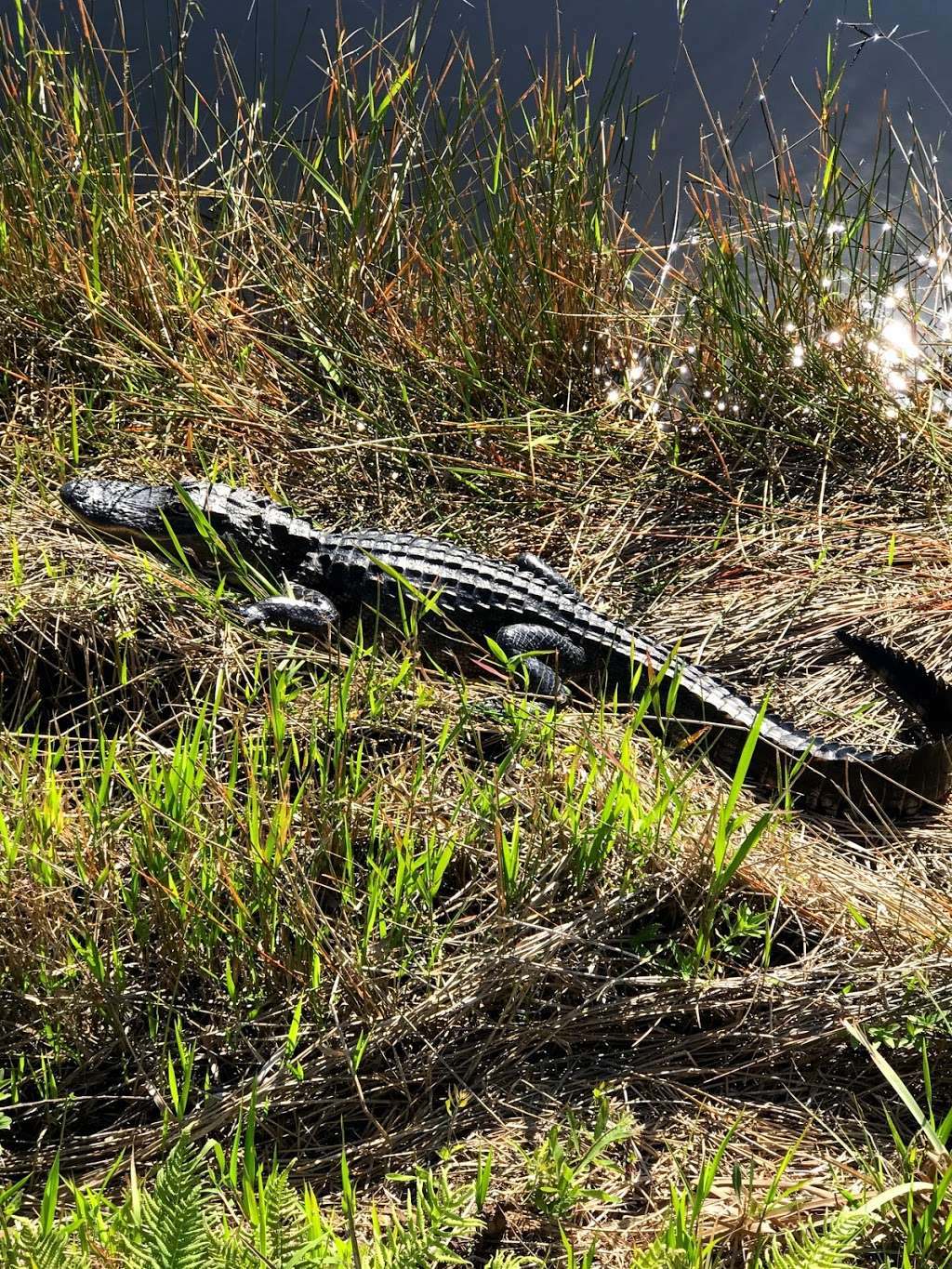 John C. and Mariana Jones/Hungryland Wildlife and Environmental  | State Hwy 711, Indiantown, FL 34956