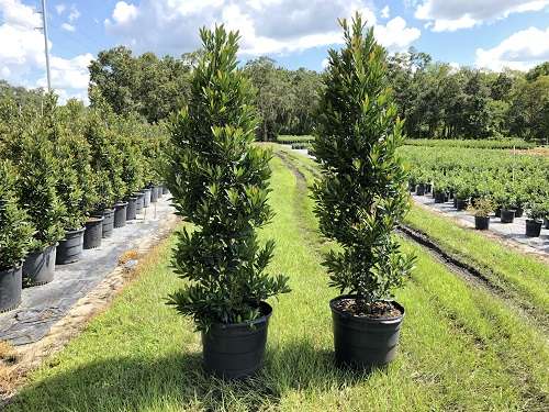 Mid Florida Nurseries | 2451 County Line Rd, Plant City, FL 33566 | Phone: (813) 707-5555