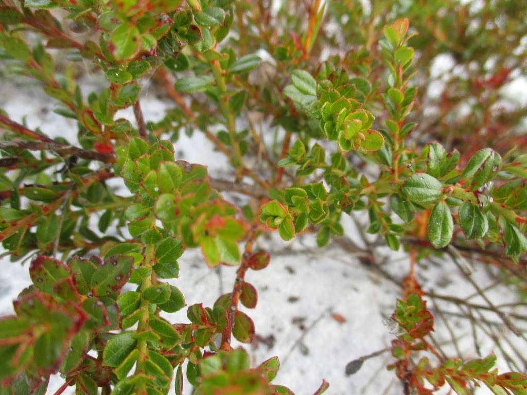 Lake Wales Ridge Wildlife and Environmental Area, Mountain Lake  | Lake Wales, FL 33898, USA