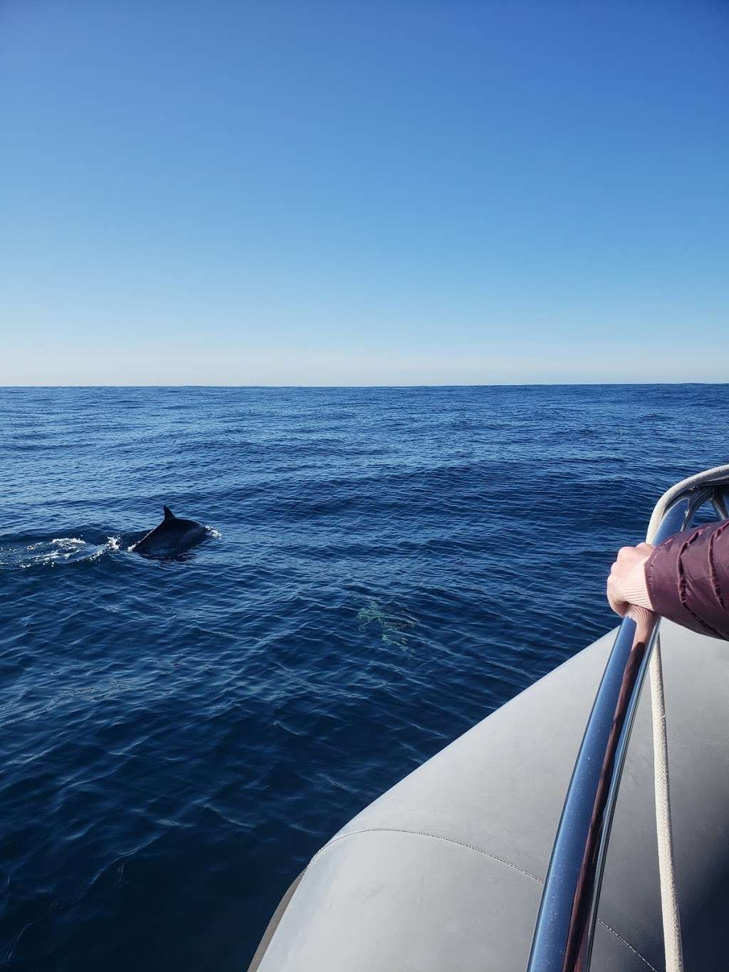 Offshore Blue Adventures Whale and Dolphin Tours | 1500 Quivira Way #2, San Diego, CA 92109 | Phone: (310) 974-2176