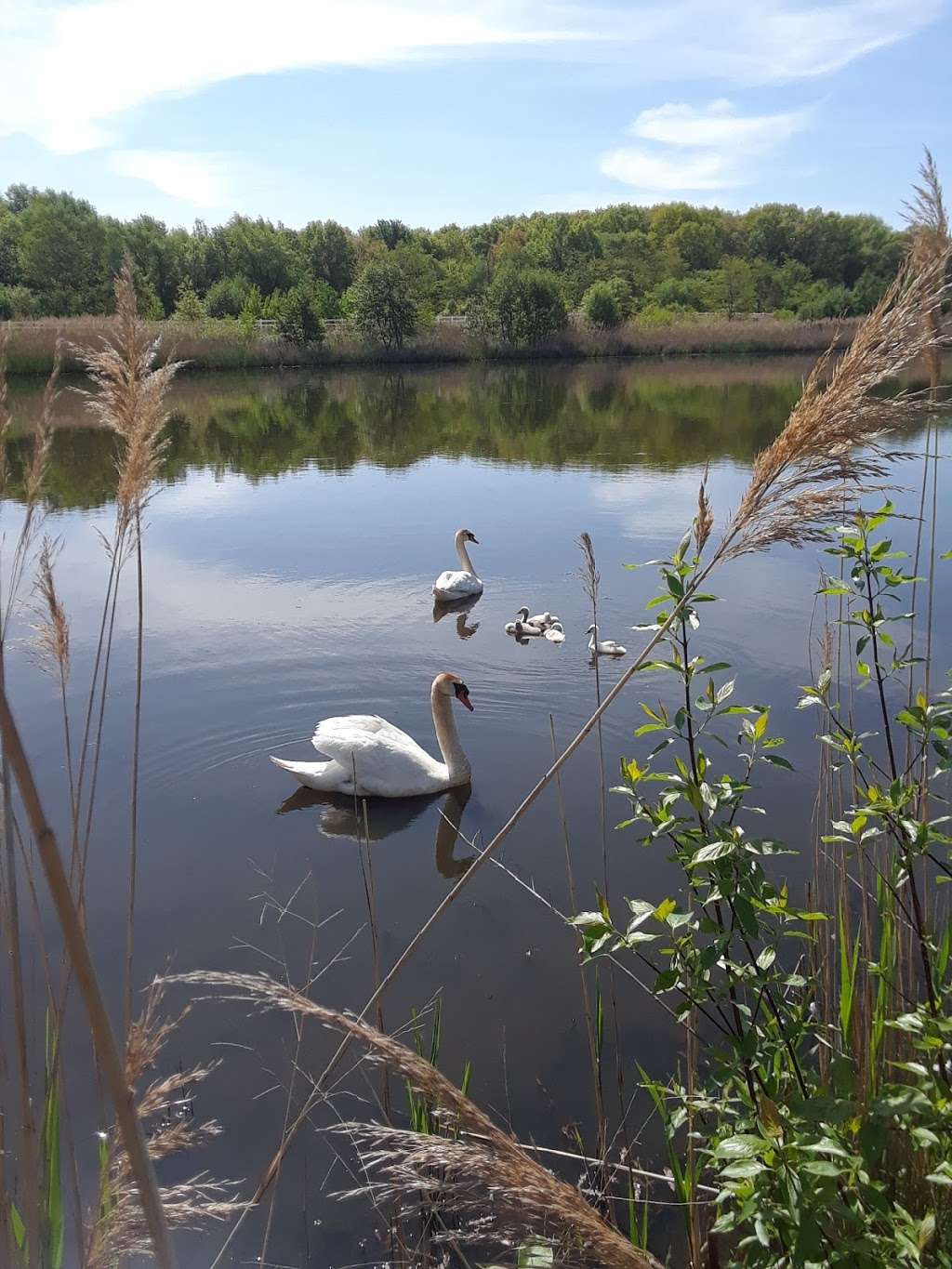 Striebel Pond | 5560 N 1100 W, Michigan City, IN 46360, USA