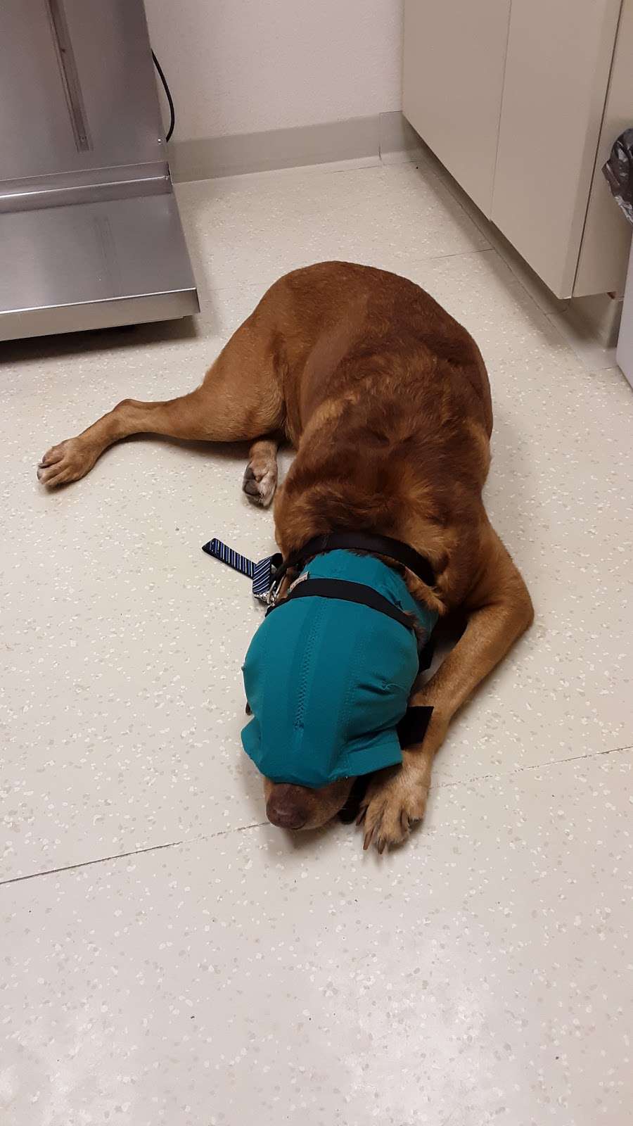 Plains Animal Hospital | 242 S River St #100, Plains, PA 18705, USA | Phone: (570) 829-4030