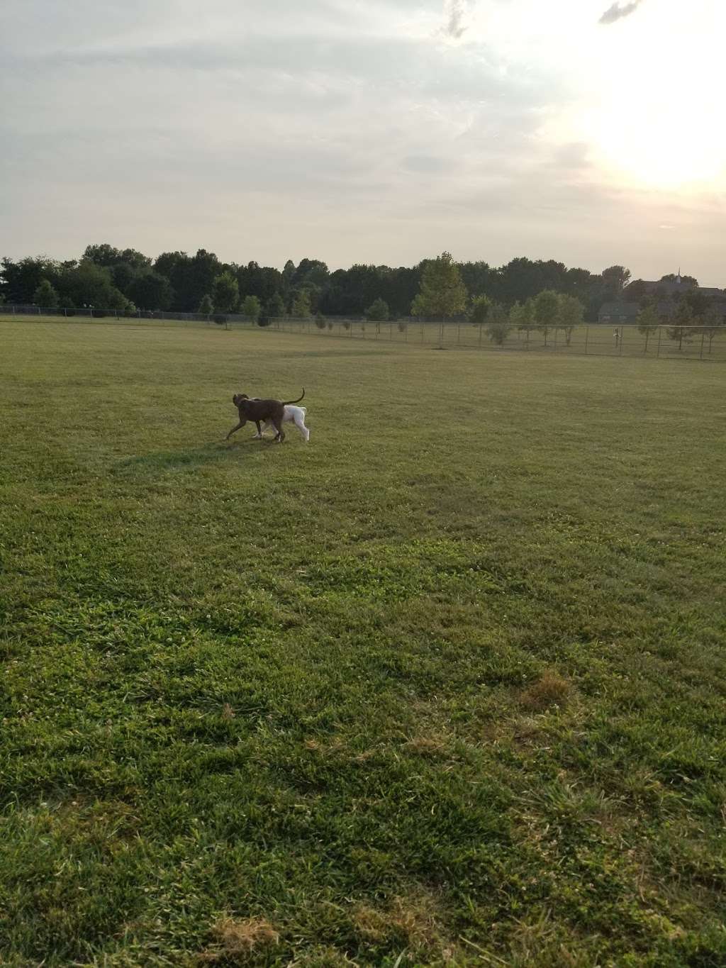 Chestertown Dog Park | 100 Schauber Rd, Chestertown, MD 21620, USA