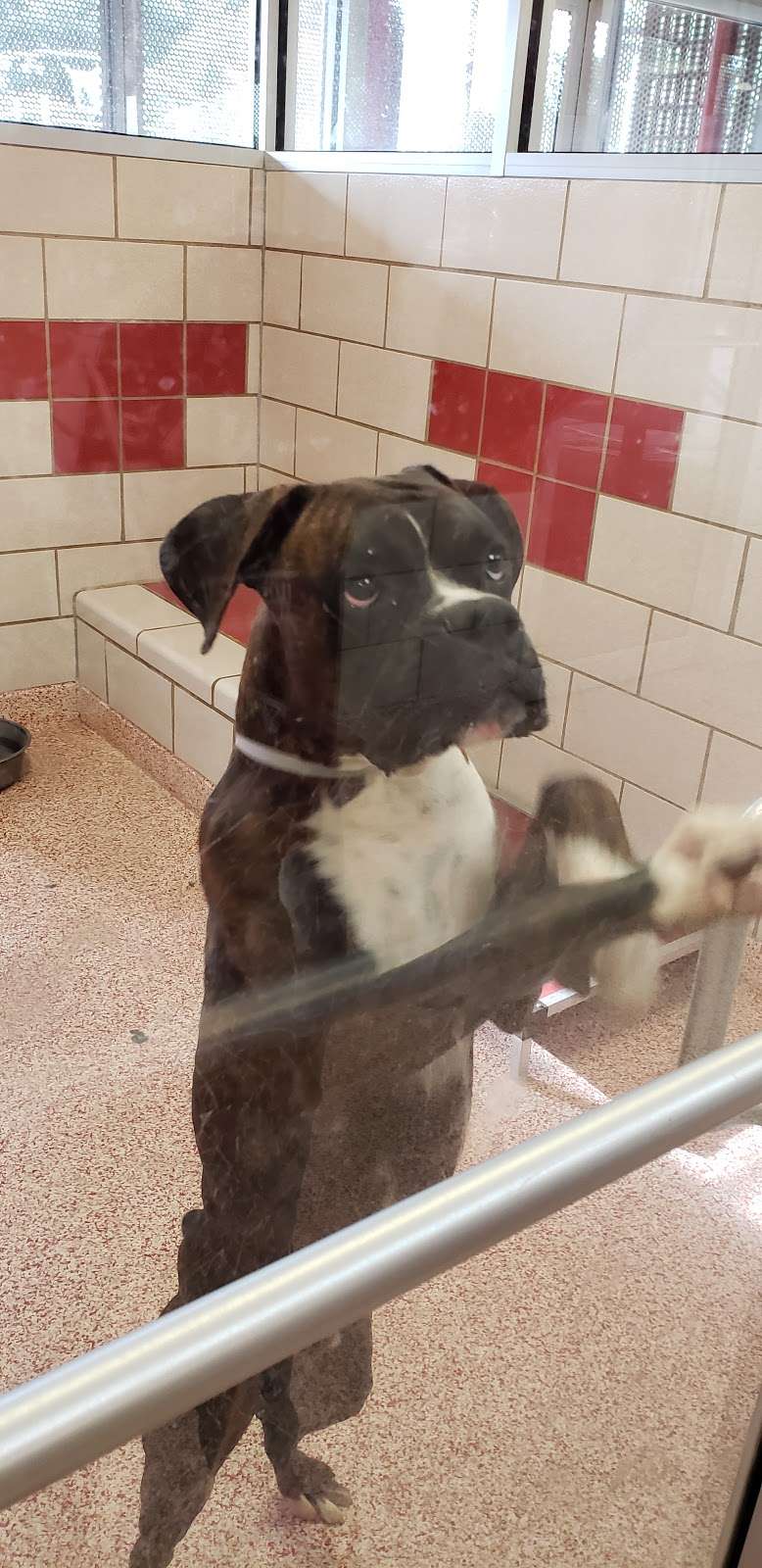 Houston Humane Society Animal Wellness Clinic | 14810 Almeda Rd, Houston, TX 77053, USA | Phone: (713) 433-6421