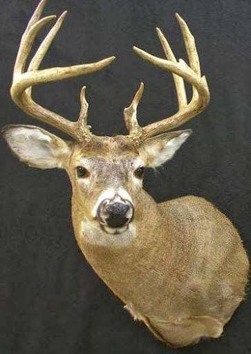 Elkins Taxidermy | 7709 E Lilly Ln, New Carlisle, IN 46552, USA | Phone: (574) 654-8845