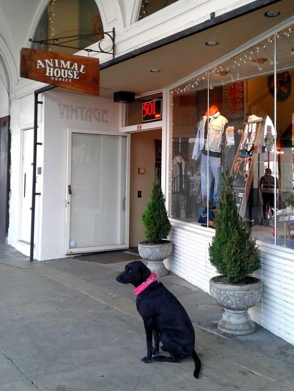 Animal House | 66 Windward Ave, Venice, CA 90291 | Phone: (310) 392-5411