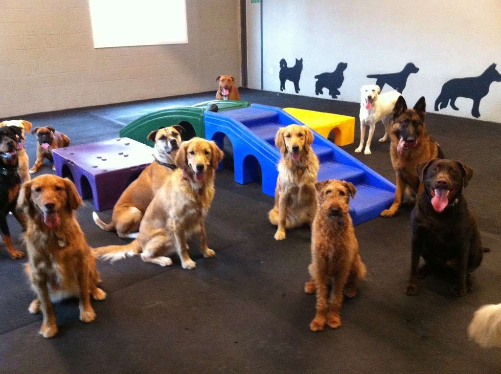 Pet Degree Dog Training Center | 100 Corporate Dr UNIT B101, Trumbull, CT 06611, USA | Phone: (203) 268-2275