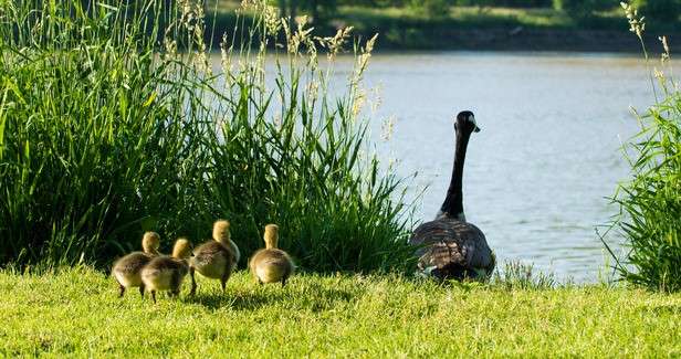 Mid-Atlantic Wildlife Control | 2784 Fairfield Rd, Gettysburg, PA 17325, USA | Phone: (717) 598-8098