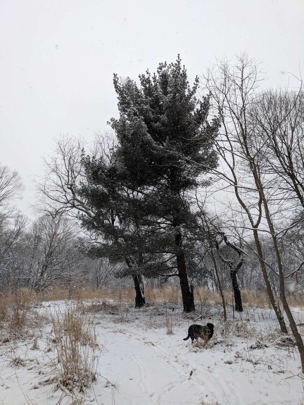 Clifford Dog Park | 6245 Wissahickon Ave, Philadelphia, PA 19144, USA