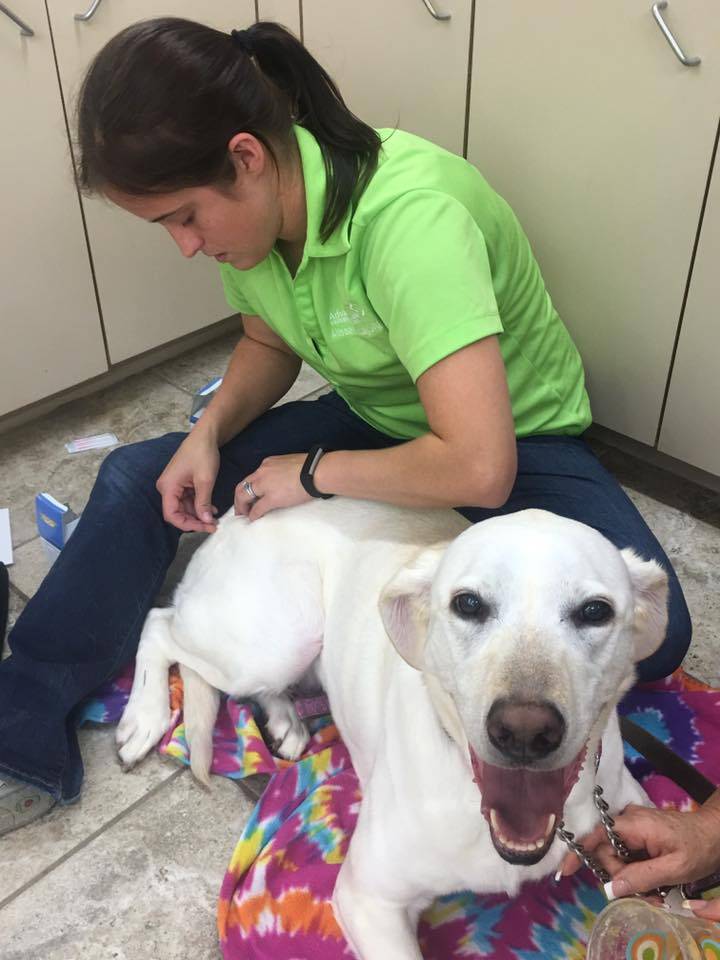 Advanced Care Veterinary Hospital | 12226 Heywood Hill Rd, Sapulpa, OK 74066, USA | Phone: (918) 224-1900