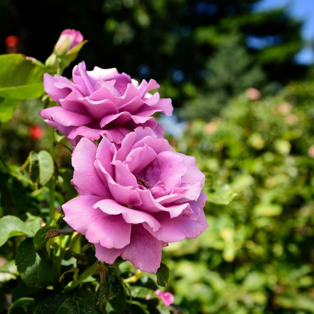 Stop And Smell The Roses | N5088 County Rd O, Delavan, WI 53115, USA | Phone: (262) 728-2245