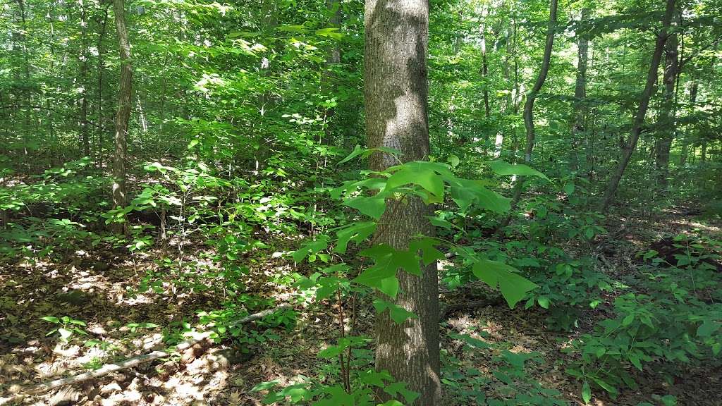 Wildflower and Forest Preserve | Bear Ln, Millburn, NJ 07041, USA