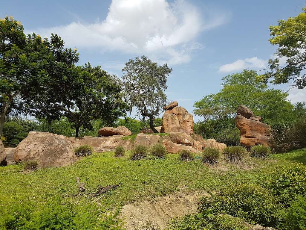 Kilimanjaro Safaris | 2901 W Osceola Pkwy, Orlando, FL 32830, USA | Phone: (407) 939-5277