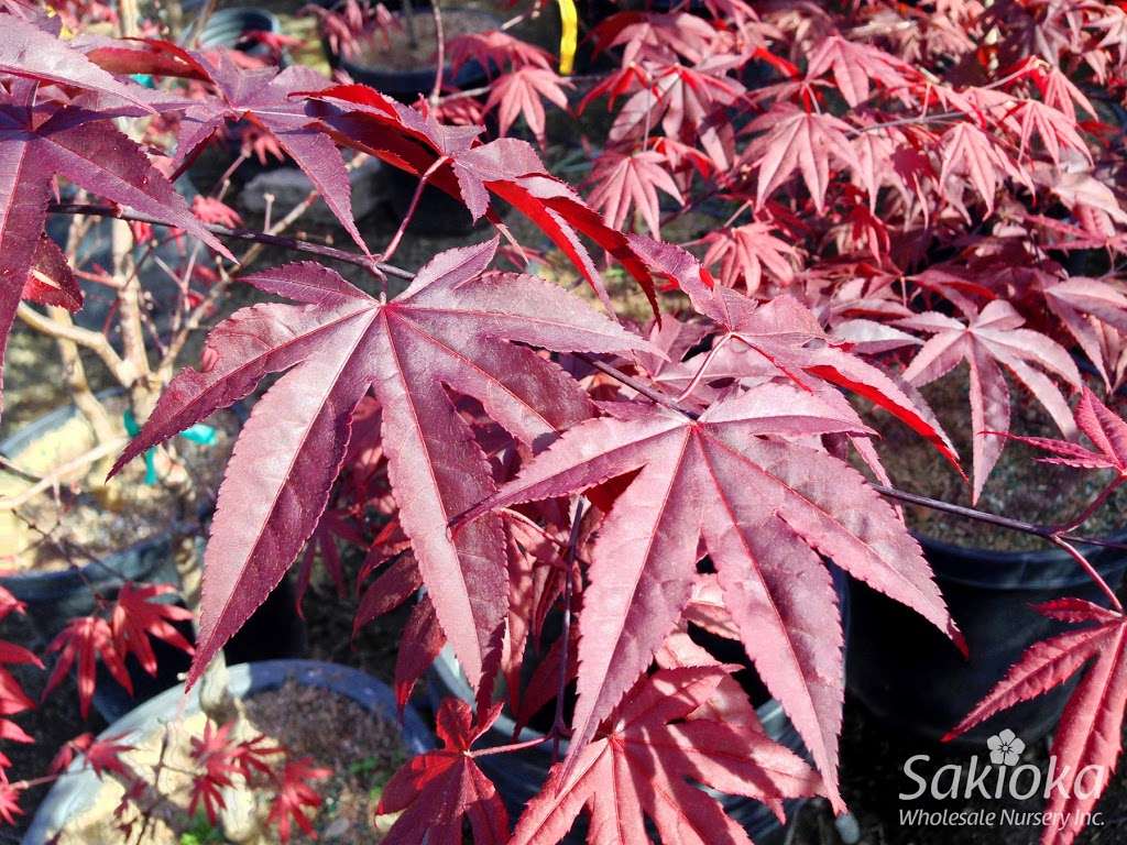 Sakioka Wholesale Nursery | 15761 Newland St, Westminster, CA 92683 | Phone: (714) 898-0345