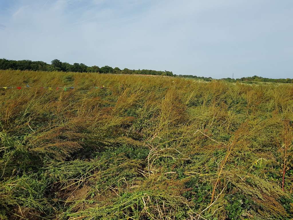 Willow Farm Maze | London Colney, St Albans AL4 0PF, UK