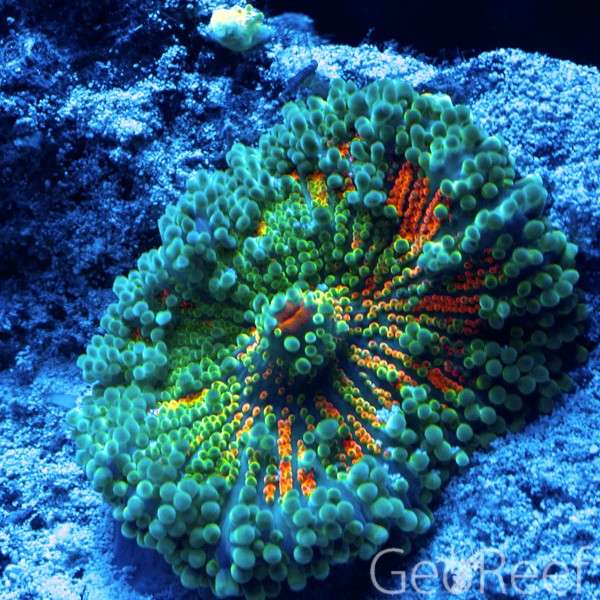 9reef Corals and Aquarium Supply | 5451 S Bryant Ave, Sanford, FL 32773 | Phone: (407) 912-5367