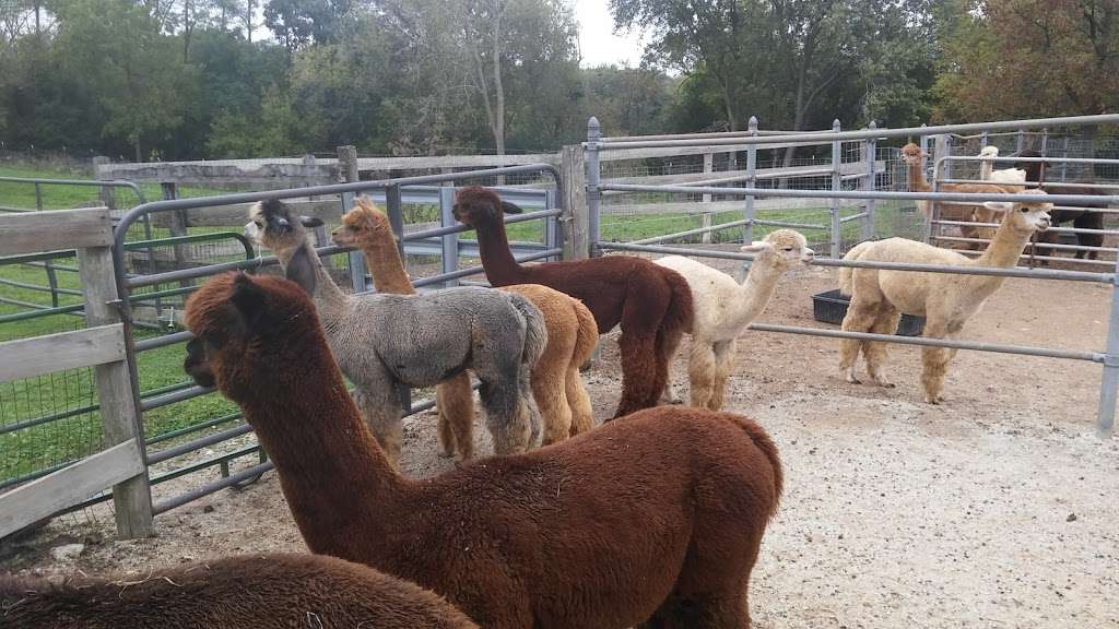 SafeHouse Farm Alpacas & Ye Olde Alpaca Shoppe | 25550 W Cuba Rd, Barrington, IL 60010, USA | Phone: (847) 209-5513