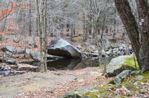 Russian Bear | Suffern, NY 10901, USA