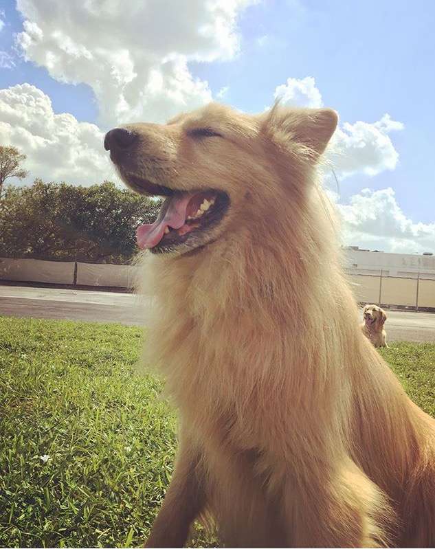 Doggies Gone Wild | 16555 NW 13th Ave, Miami Gardens, FL 33169, USA | Phone: (305) 563-8797