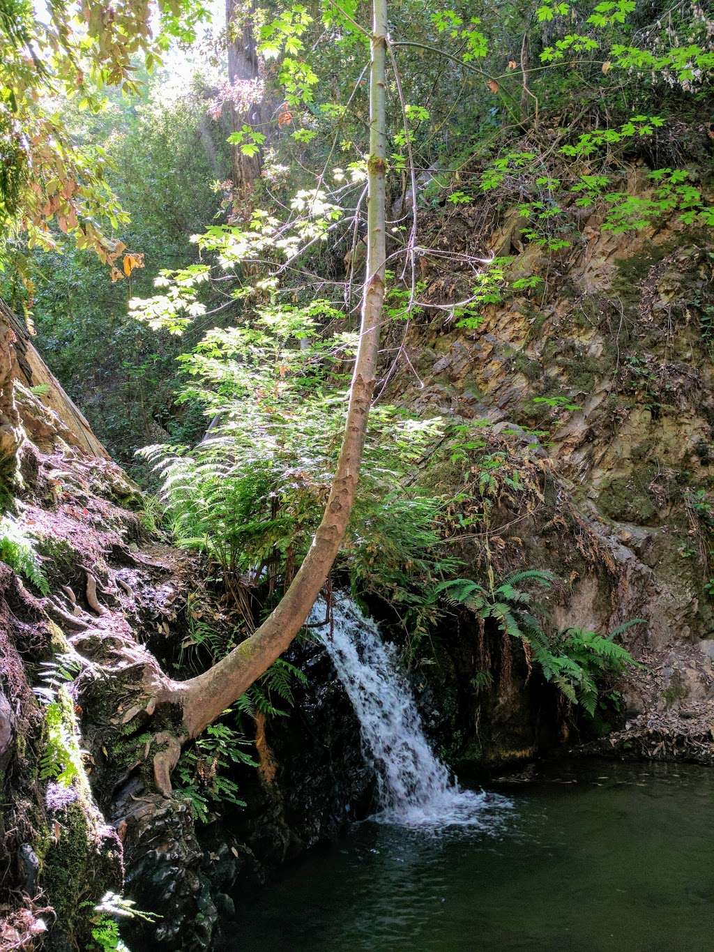 Point Group Camp, Portola Redwoods State Park | Point Group Camp Rd, La Honda, CA 94020, USA Point Group Camp, Portola Redwoods State Park | Point Group Camp Rd, La Honda, CA 94020, USA