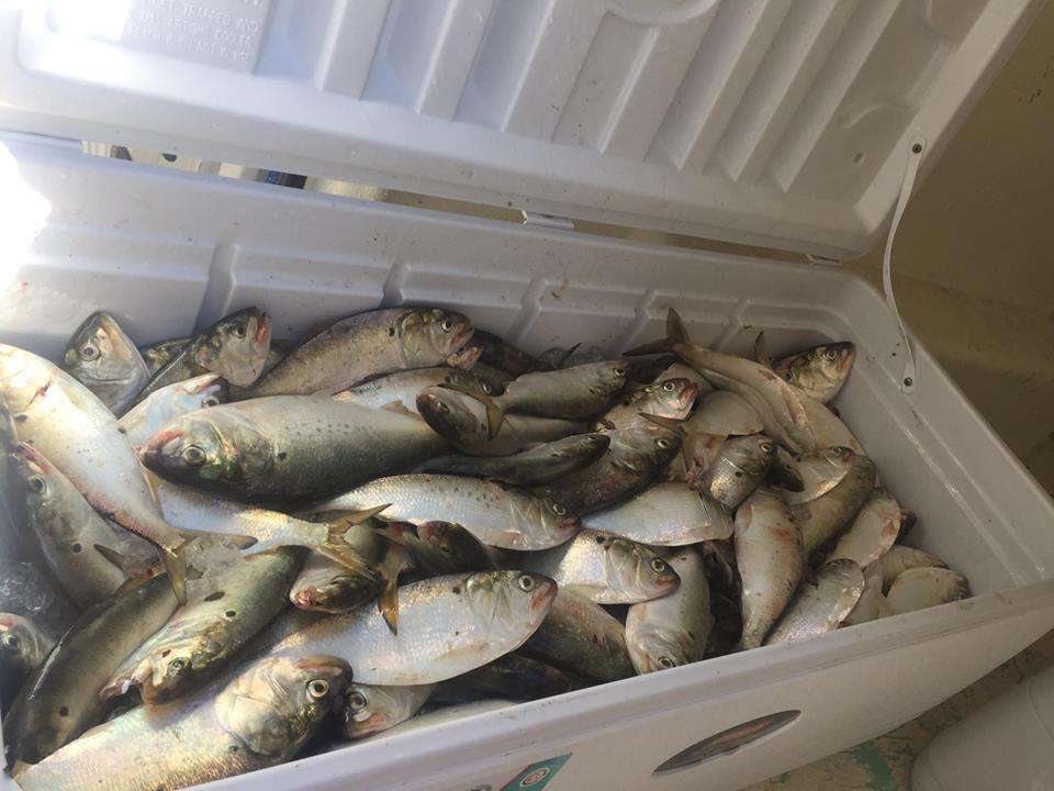 Masterbaiters Bait, Tackle, Live/Steamed Crabs | 775 S Dupont Hwy, New Castle, DE 19720 | Phone: (302) 834-2248