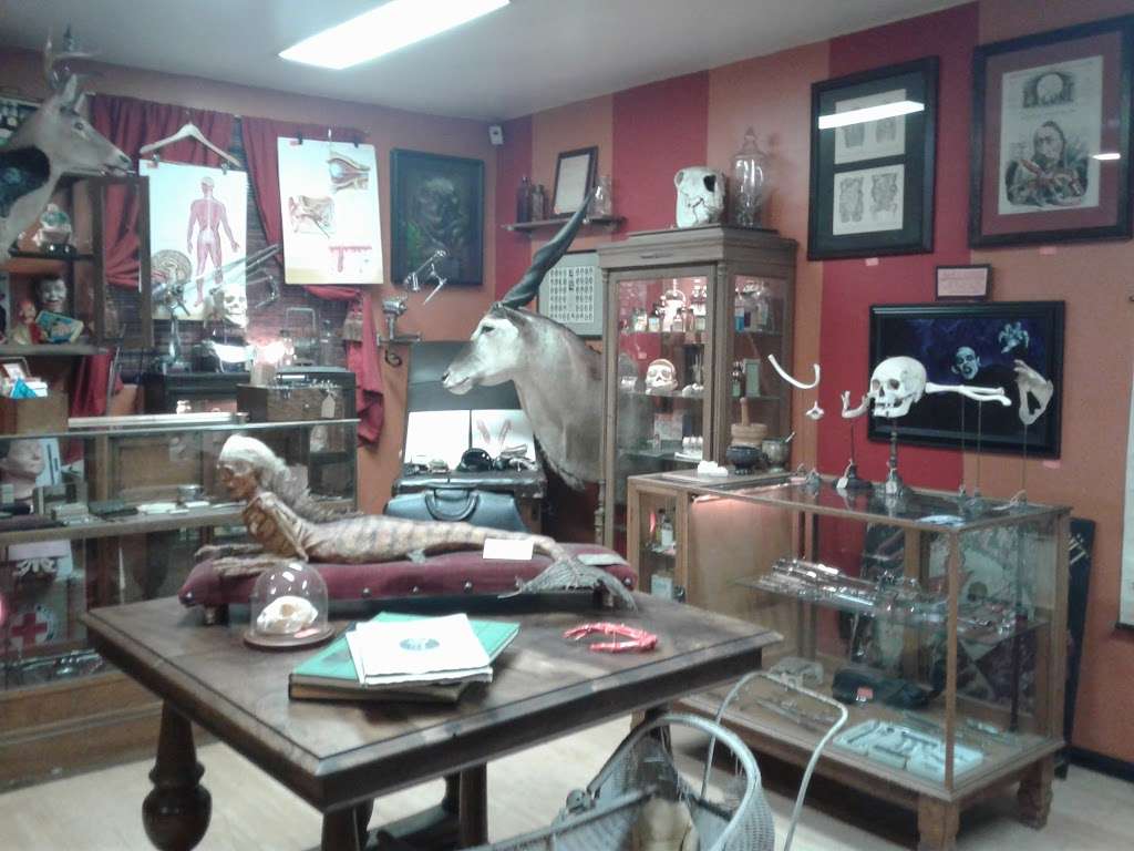 Bearded Lady Vintage & Oddities | 3202 W Magnolia Blvd, Burbank, CA 91505, USA | Phone: (818) 433-7530