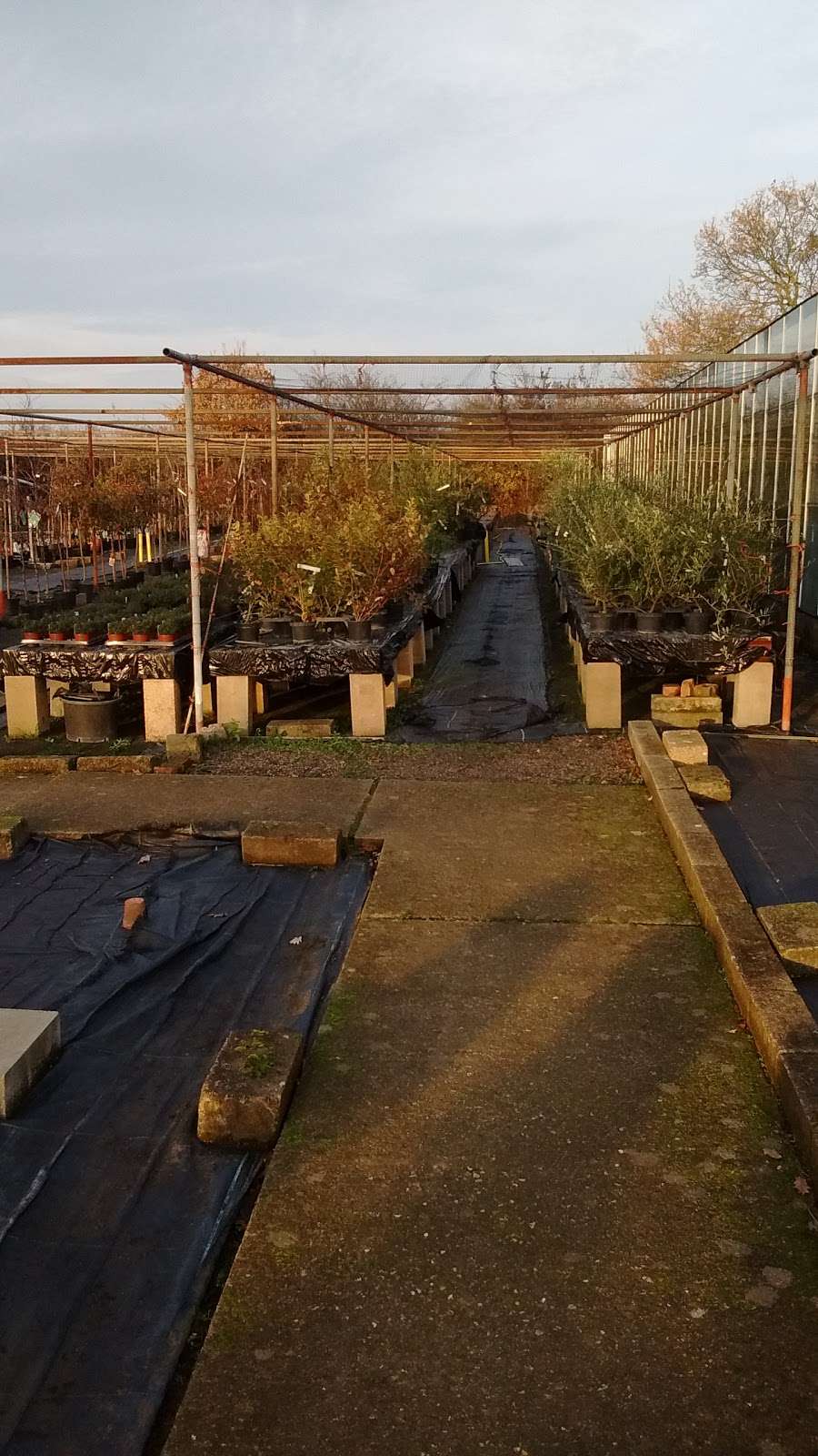 Chapelfield Nursery | Sewardstone Rd, London, Waltham Abbey, London E4 7RE, UK | Phone: 020 8529 1840