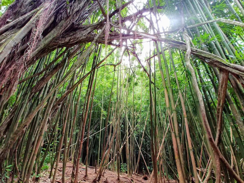 Honolulu Watershed Forest Reserve | Honolulu, HI 96822 | Phone: (808) 973-9778