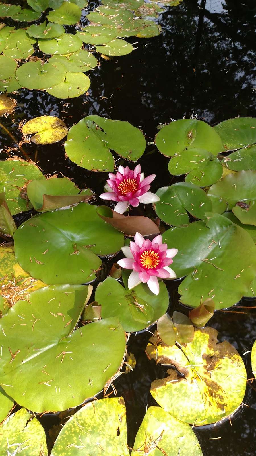 Bens Aquatic Plant & Fish Garden | Linwood, NJ 08221