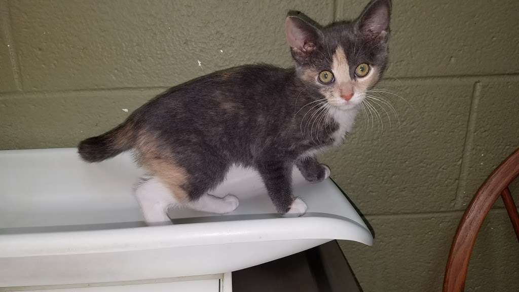 Culpeper Animal Hospital | 441 Aspen St, Culpeper, VA 22701, USA | Phone: (540) 829-9085