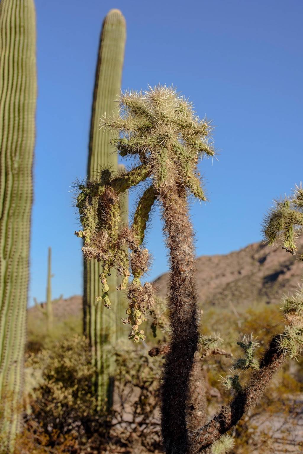 Saguaro National Park | Arizona, USA | Phone: (520) 733-5153