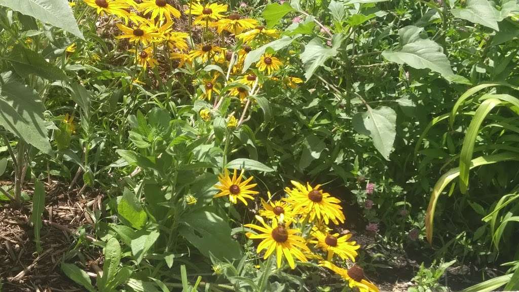 Olathe Community Garden - Original Town | 215 E Loula St, Olathe, KS 66061, USA