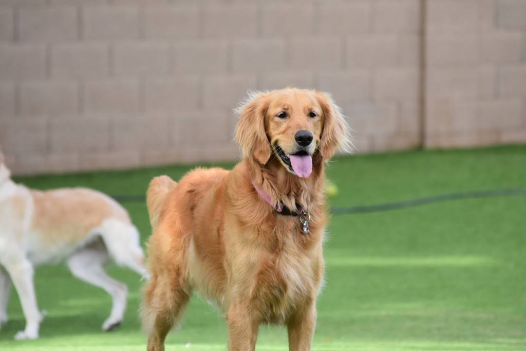 Applewood Pet Resort | 6909 E Lincoln Dr, Paradise Valley, AZ 85253, USA | Phone: (480) 596-1190