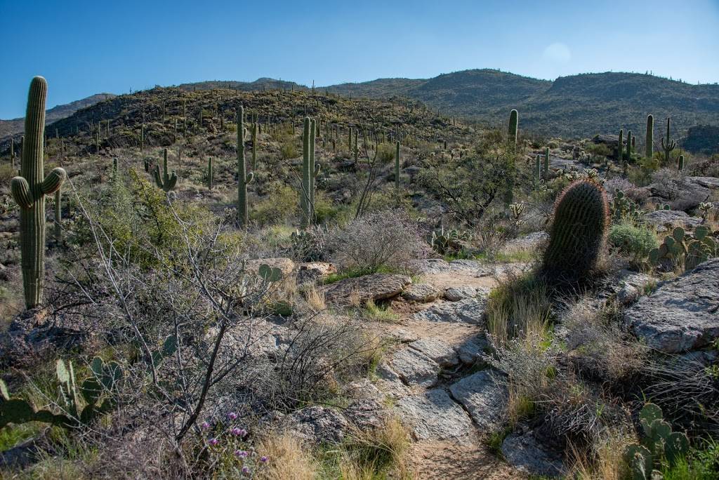 Rincon Mountain Visitor Center | 3693 S Old Spanish Trail, Tucson, AZ 85730 | Phone: (520) 733-5153