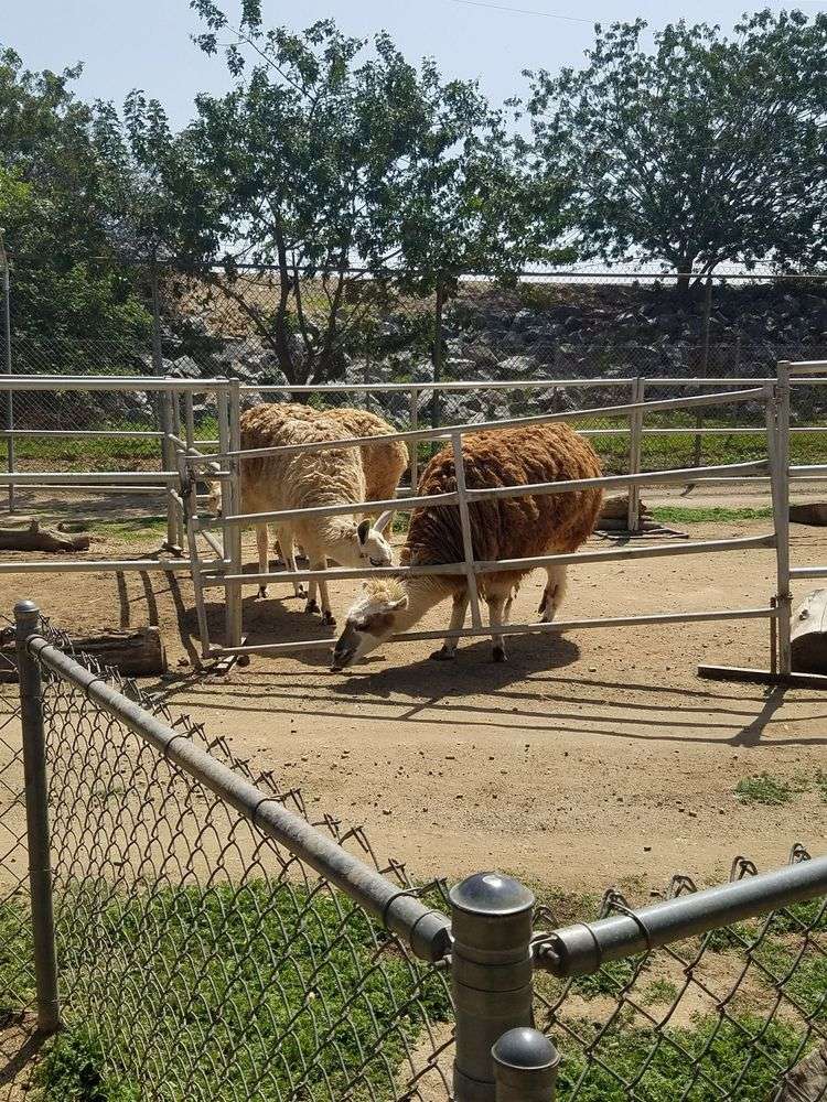 Montebello Barnyard Zoo | 600 Rea Dr, Montebello, CA 90640, USA | Phone: (213) 718-5442