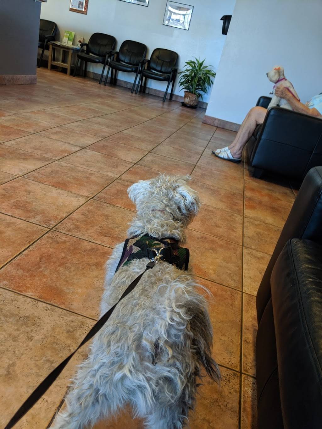 Apollo Animal Hospital | 10707 N 51st Ave, Glendale, AZ 85304, USA | Phone: (623) 939-9445