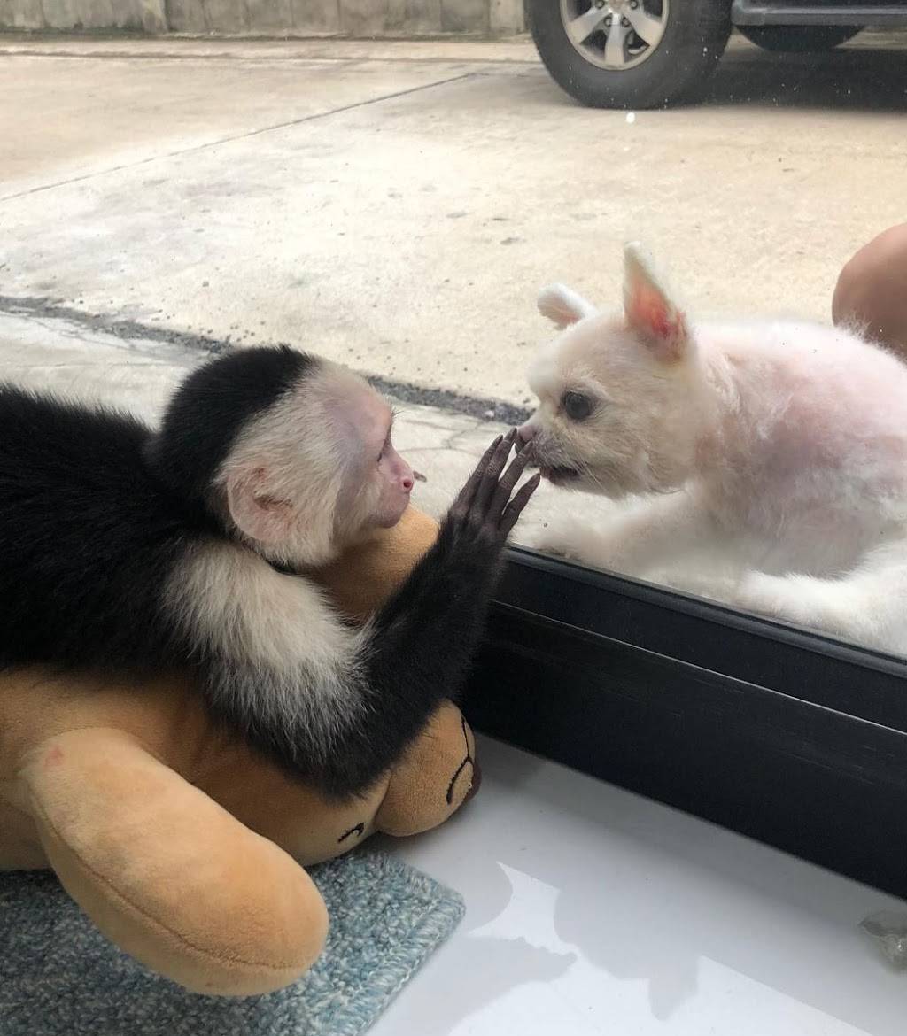 CAPUCHIN MONKEY FOR SALE | 2100 Northridge Dr, Forney, TX 75126, USA | Phone: (254) 244-2821