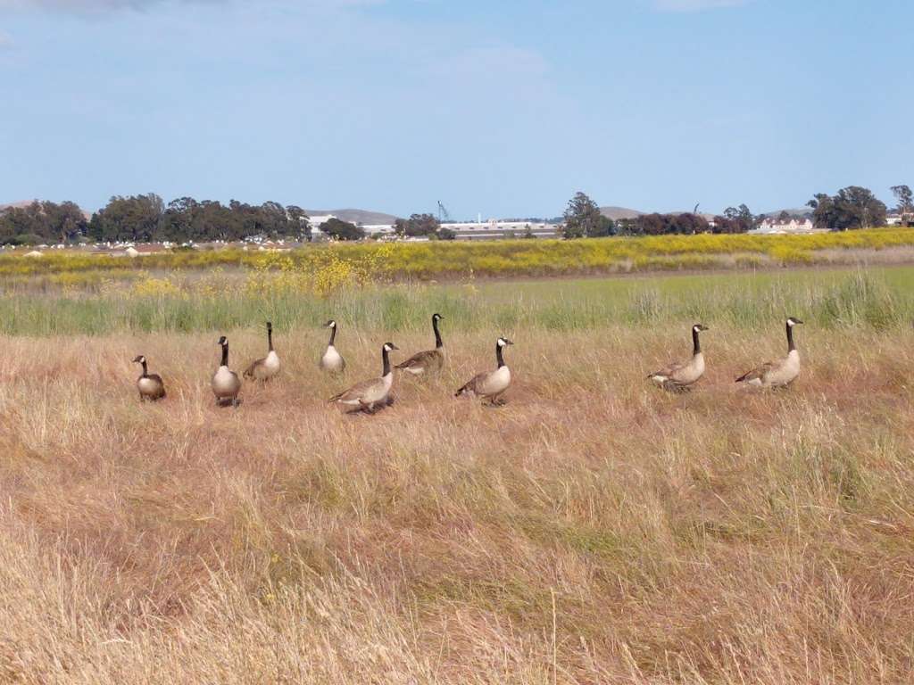 Mare Island San Pablo Bay Hiking Trail | Vallejo, CA 94592, USA